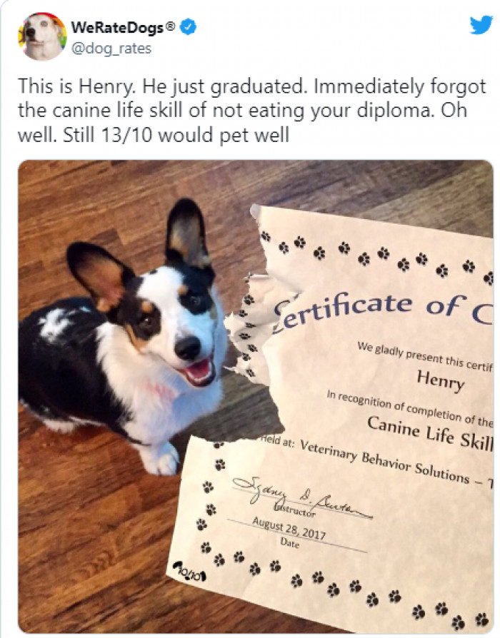 1. This Corgi who passed obedience class but then ate his certificate: