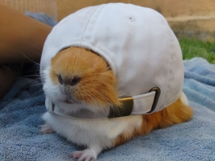 42. This is the way a guinea pig gets stuck.