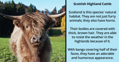 Here Are Five Of The Most Stunning Animals With Fur So Beautiful They’ll Leave You Amazed