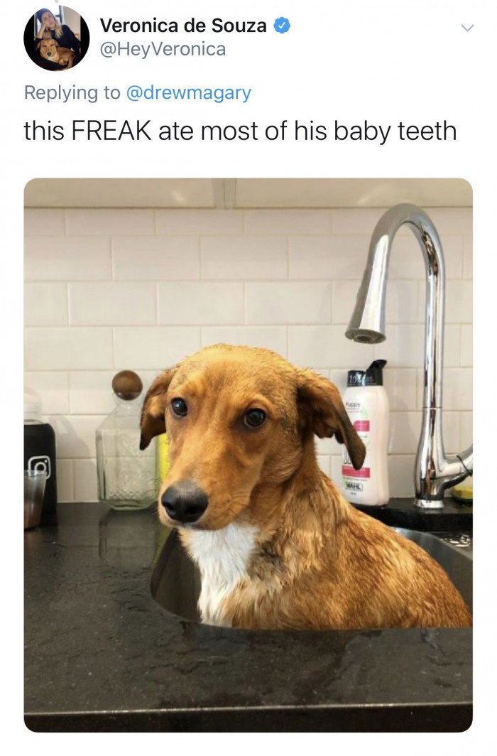 #10 Is the dog's poop a baby tooth too?