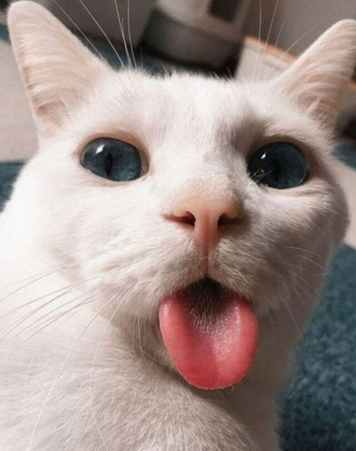 19. Same to you, kitty