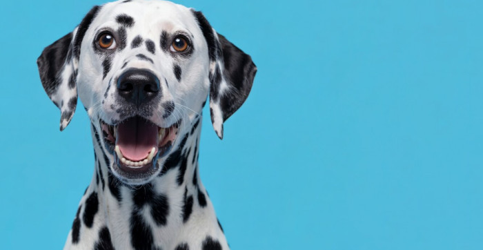 Funny Black and White Dog Names