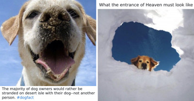 30 Pictures From Twitter Which Prove That Dogs Are The Best Pets Ever