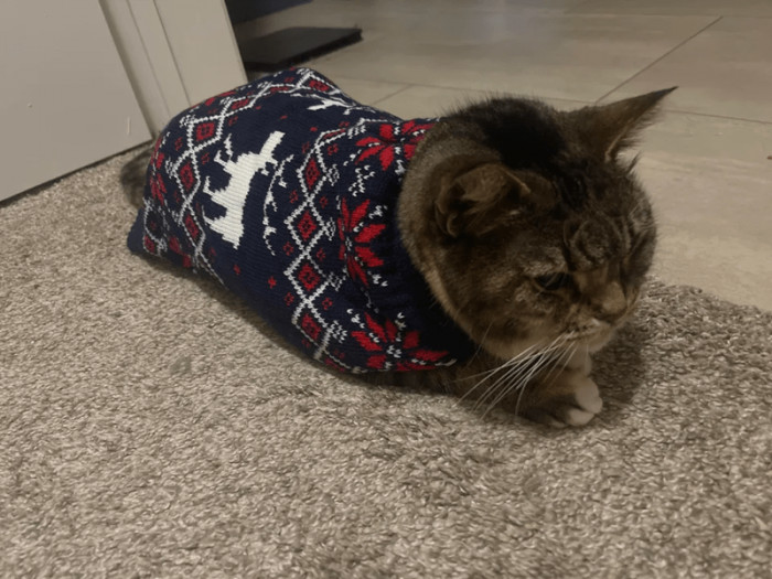 "Pokey appeared and walked into my house..."