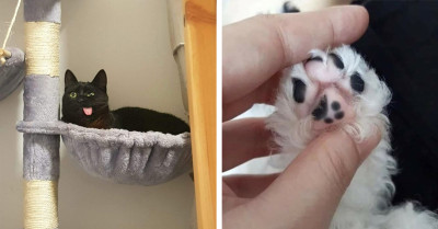 50 Funny Close-Up Photos of Purrfectly Cute Cats That Will Certainly Turn Your Frown Upside Down