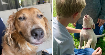 If You Are Missing Wholesomeness in Your Life, These Adorable Dog Posts Will Help Solve That