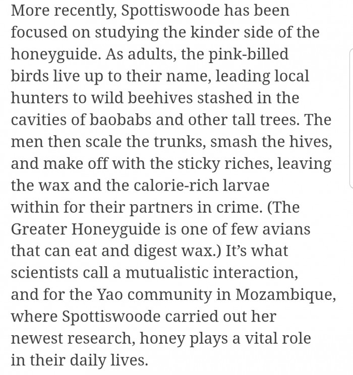 This amazing bird leads local hunters to wild beehives in exchange for wax and larvae