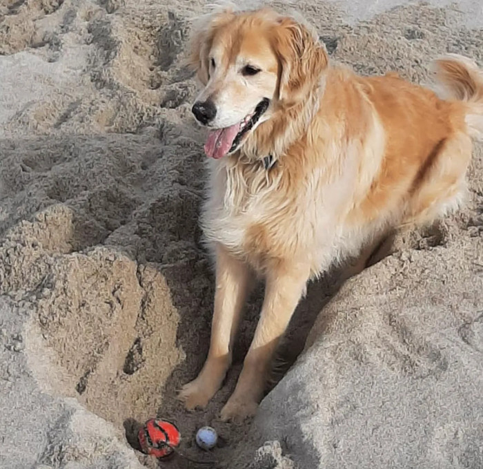 Chuck was playing fetch with his owners when he suddenly got scared and disappeared into the woods