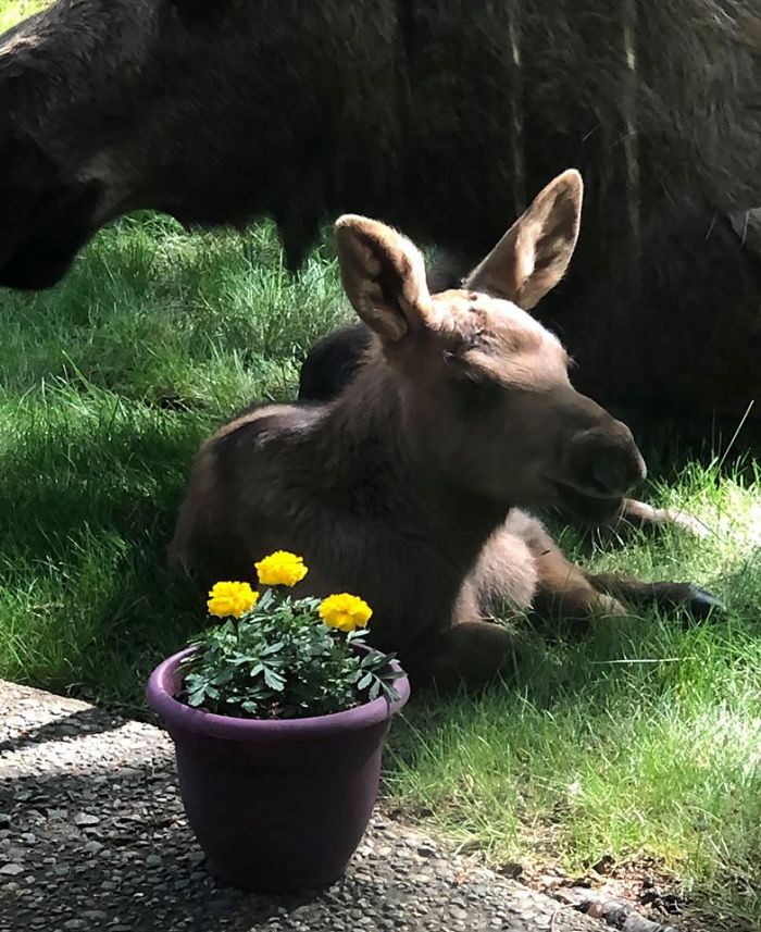 Calves rely on their mother’s milk for the first few months of life.