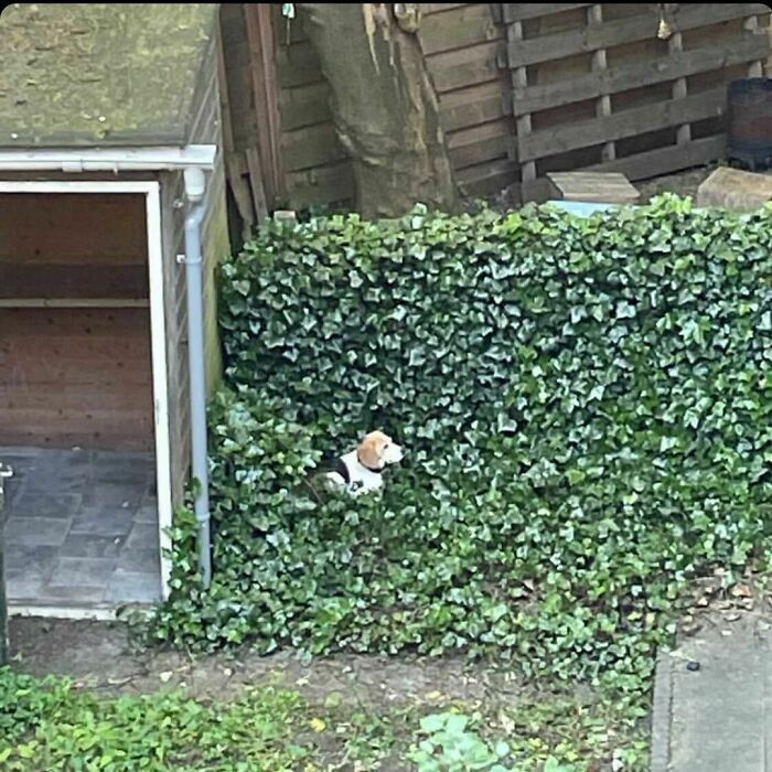 32. I'll hide here so my hooman will have a hard time finding me