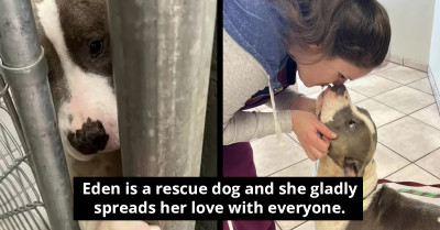 This Desperate Shelter Dog Wants To Hold Hands With Everyone Who Passes By