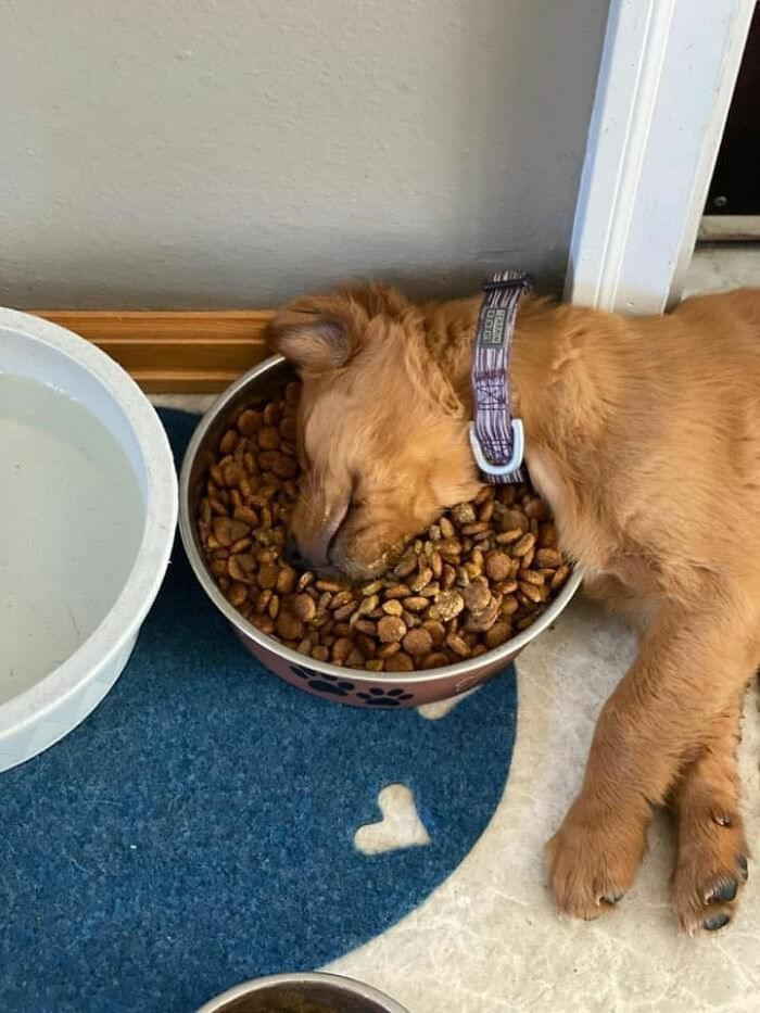 Ever seen a dog fall asleep while eating? This is a first for us.