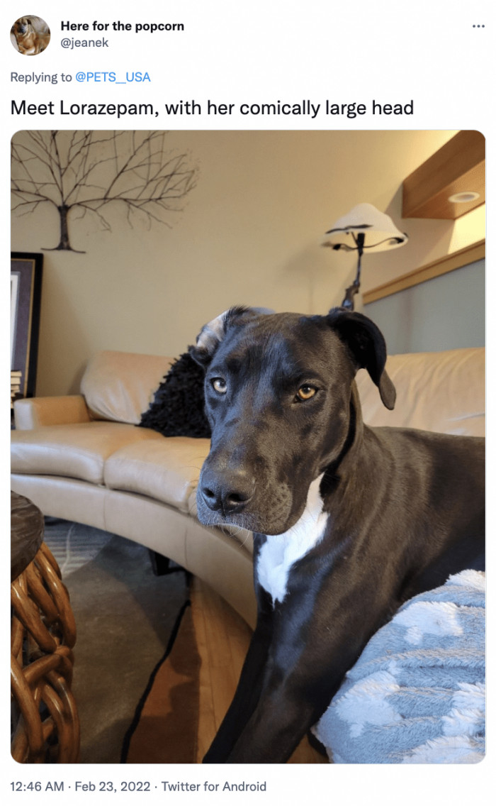 12. She’s as cute as her head is large