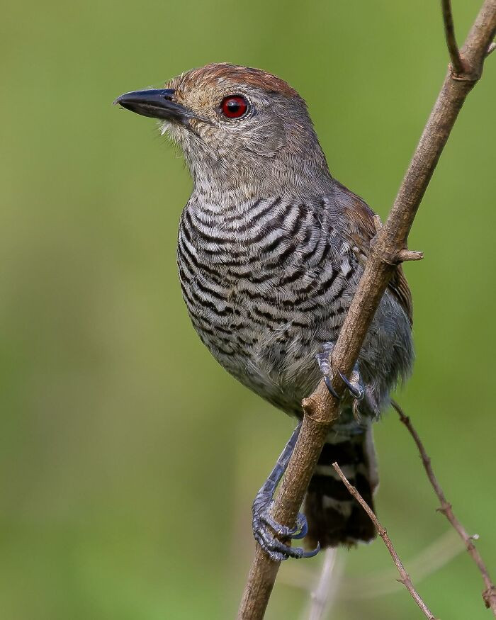 Rufous-Capped Antshrike