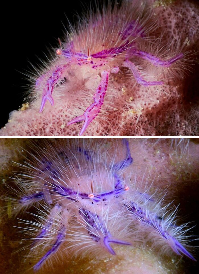 Pink Fairy Crab, often called the pink hairy squat lobster, is a tiny marine creature known for its soft pink color and fuzzy appearance, which makes it look almost unreal beneath the ocean’s surface.