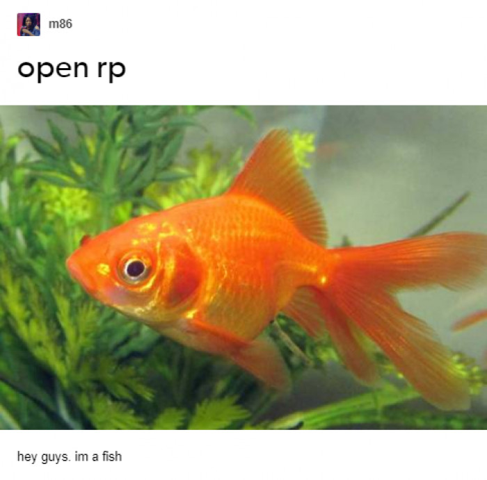 7. The declaration of the fate of this goldfish has gone so wrong