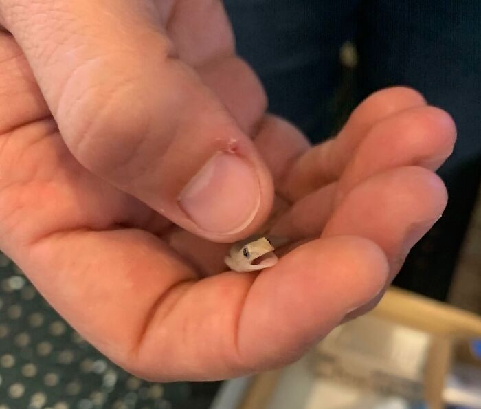 "Do Lizards Count? My Coworker Saved One And Her Lil Head Pets Were Makin This Guy So Happy"