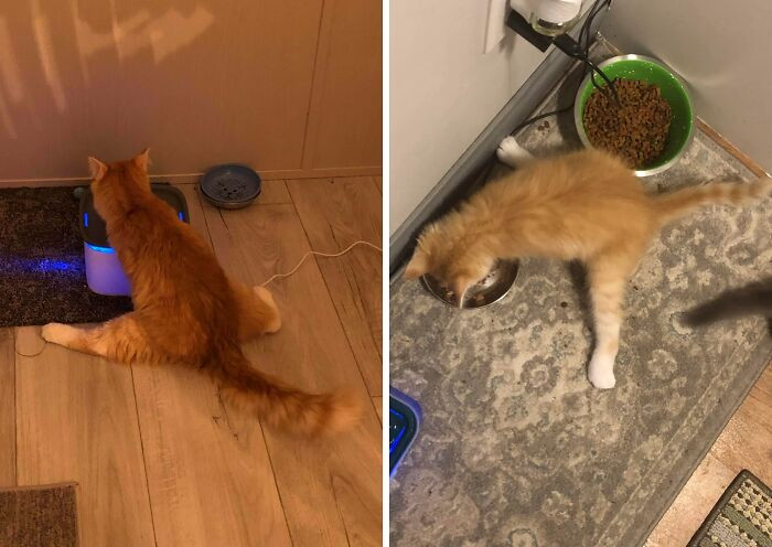 "My Cat Is Really Weird And I’m A Little Worried"
