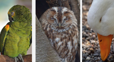 How Do Birds Sleep and Where Do They Go at Night?