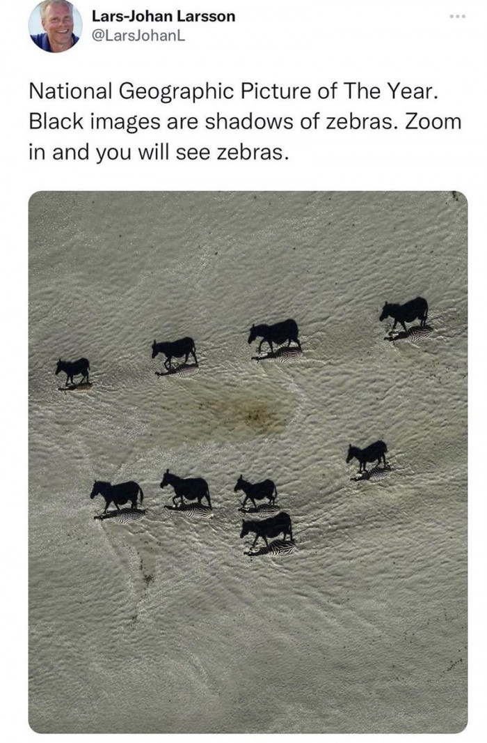 14. Zebras and Their Shadows