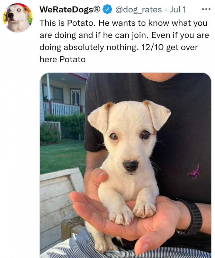 13. Potato? More like sweet potato because this dog is so darn cute.