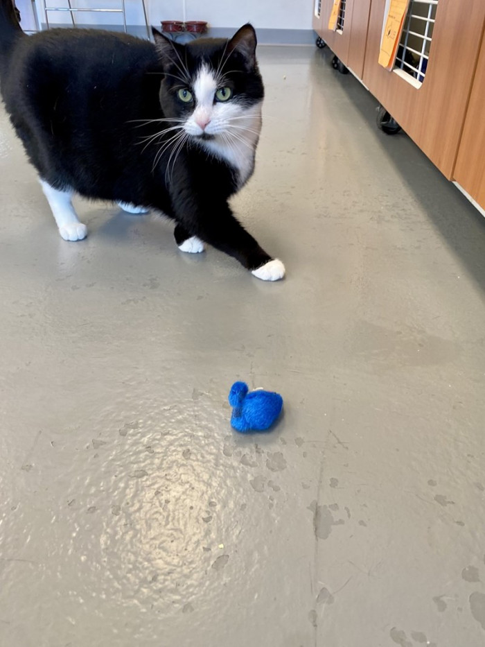 Bitty was surrendered to the Winchester SPCA by her elderly owners