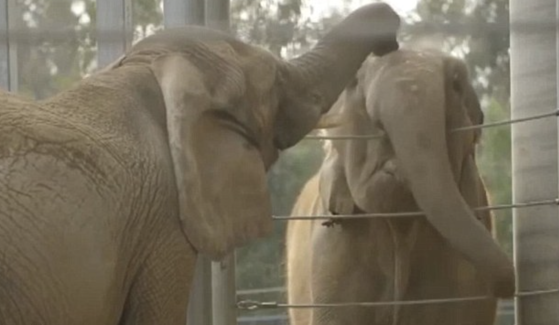 A touching moment occurred at the San Diego Zoo when 41-year-old Mila, a former circus elephant, finally got to meet and interact with Mary, the leader of the zoo's elephant herd.