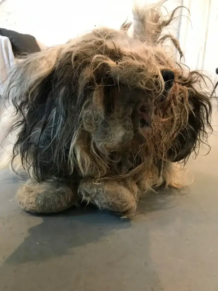 Underneath his urine-soaked fur, Sang Su was actually a Cocker Spaniel mix!