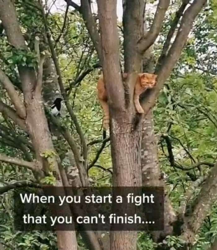 This is Magnus. He got himself in quite a predicament. He really shouldn't have annoyed this magpie.