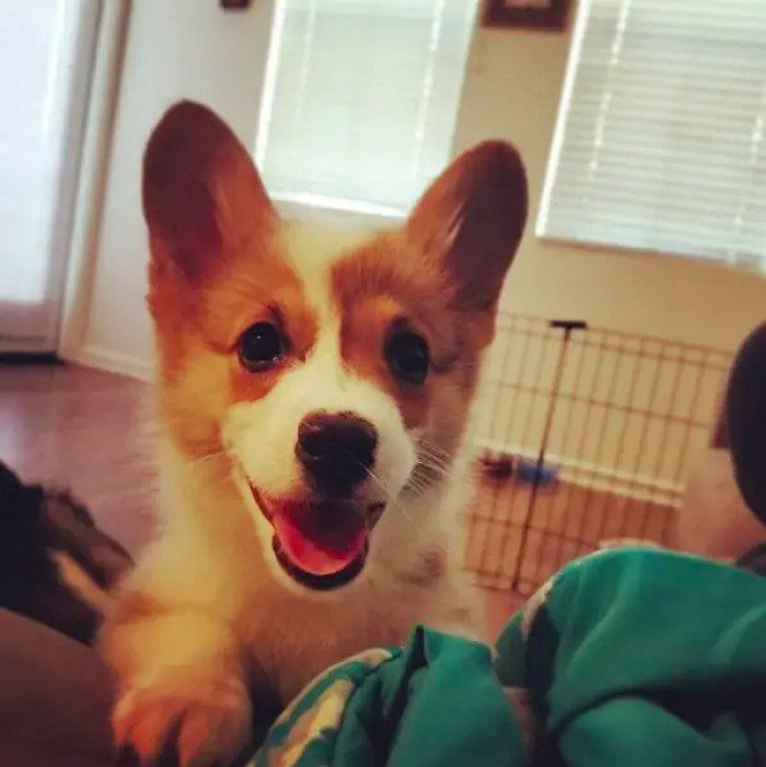 8. When your dog is always curious to know everything