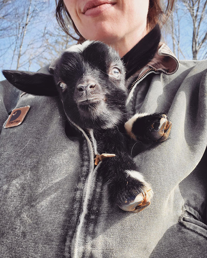 39. There's a Goat in My Coat