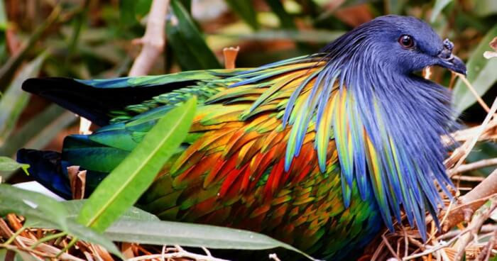 17. The Nicobar Pigeon Breed