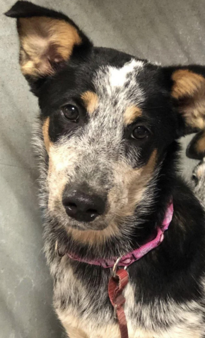 7. "Shelter photo —> 2 years later"