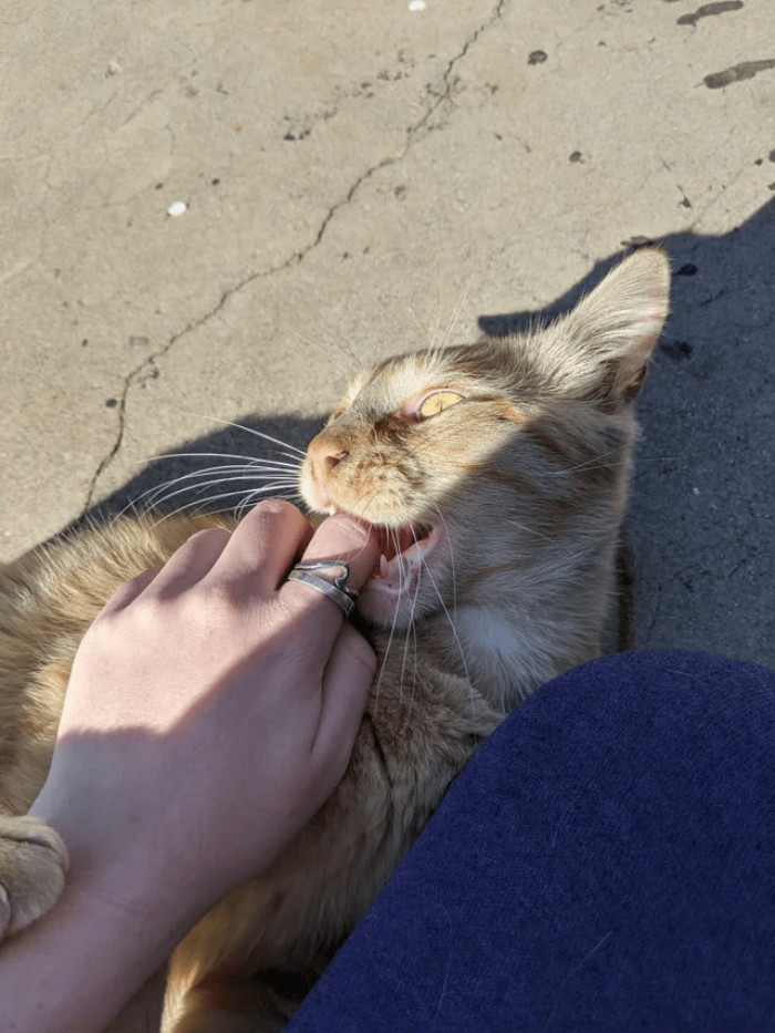 "Showed up in my parents' backyard..."