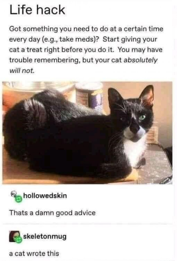 7. Lol... A cat definitely wrote this