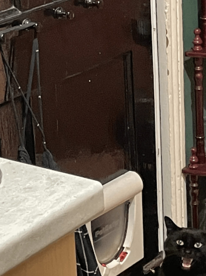 "Doesn't want to use her cat door."