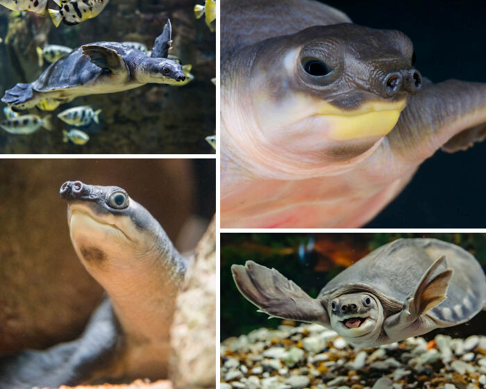 The pig-nosed turtle is the only living representative of its entire family, making it a truly one-of-a-kind species in the animal world.