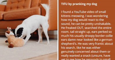 Dog Gives His Hooman The Hardcore Silent Treatment After Being Pranked With Kitten Noises