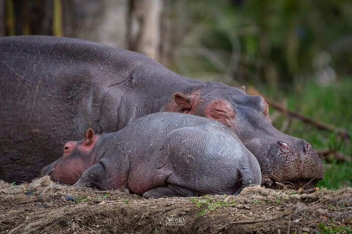 "While on a canoe, we came across many hippopotamuses. Here is a baby hippo snoozing with mom in the shade. Lake Naivasha is beautiful, and I highly recommend a canoe tour so you can get at eye level with these magnificent animals."