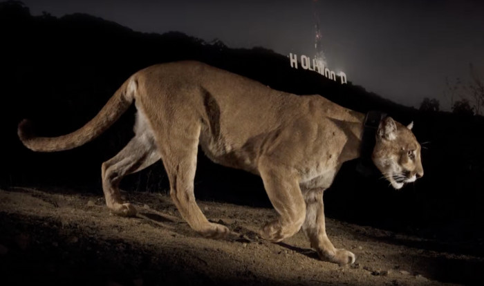 Kevin has dubbed P-22 as the Brad Pitt of Mountain Lions