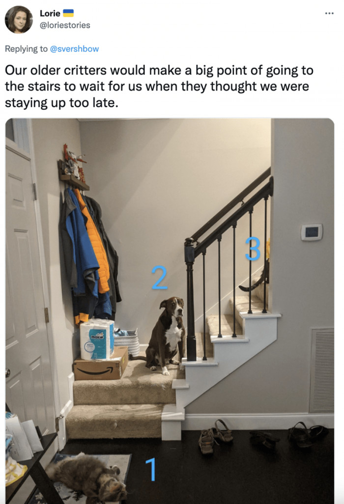 11. These cute doggos head to the stairs whenever they are late for bed