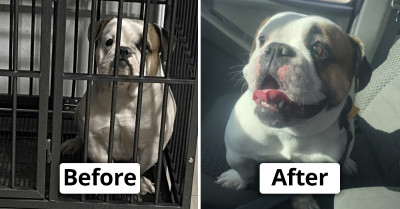 18 Before And After Photos Of Dogs Who Were Loved And Cared Back To Sound Health By Their Adopters