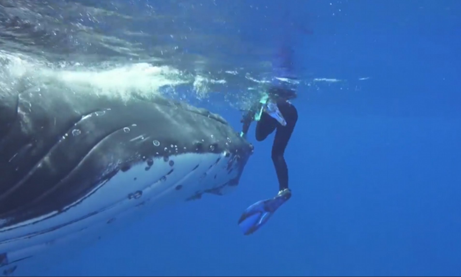 The remarkable aspect of the footage is that the whale instinctively protected the biologist and warned her of danger.