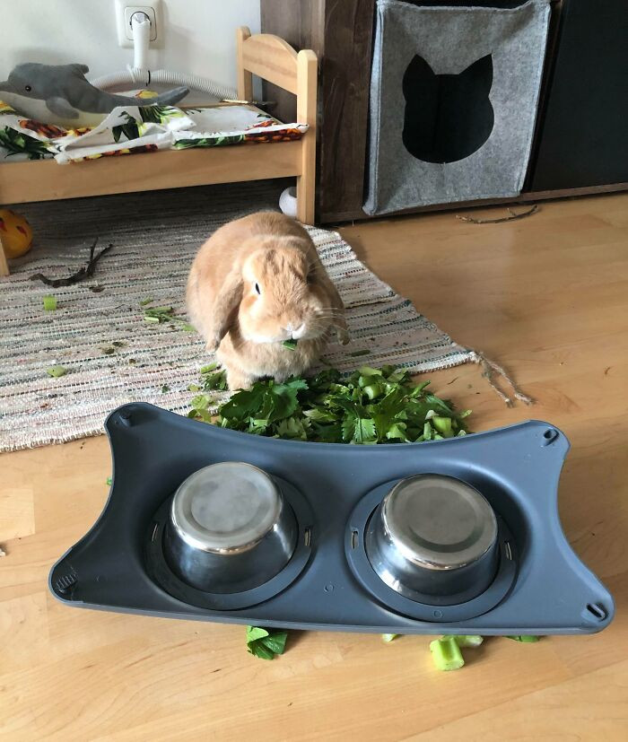 "Why Do I Even Bother?"