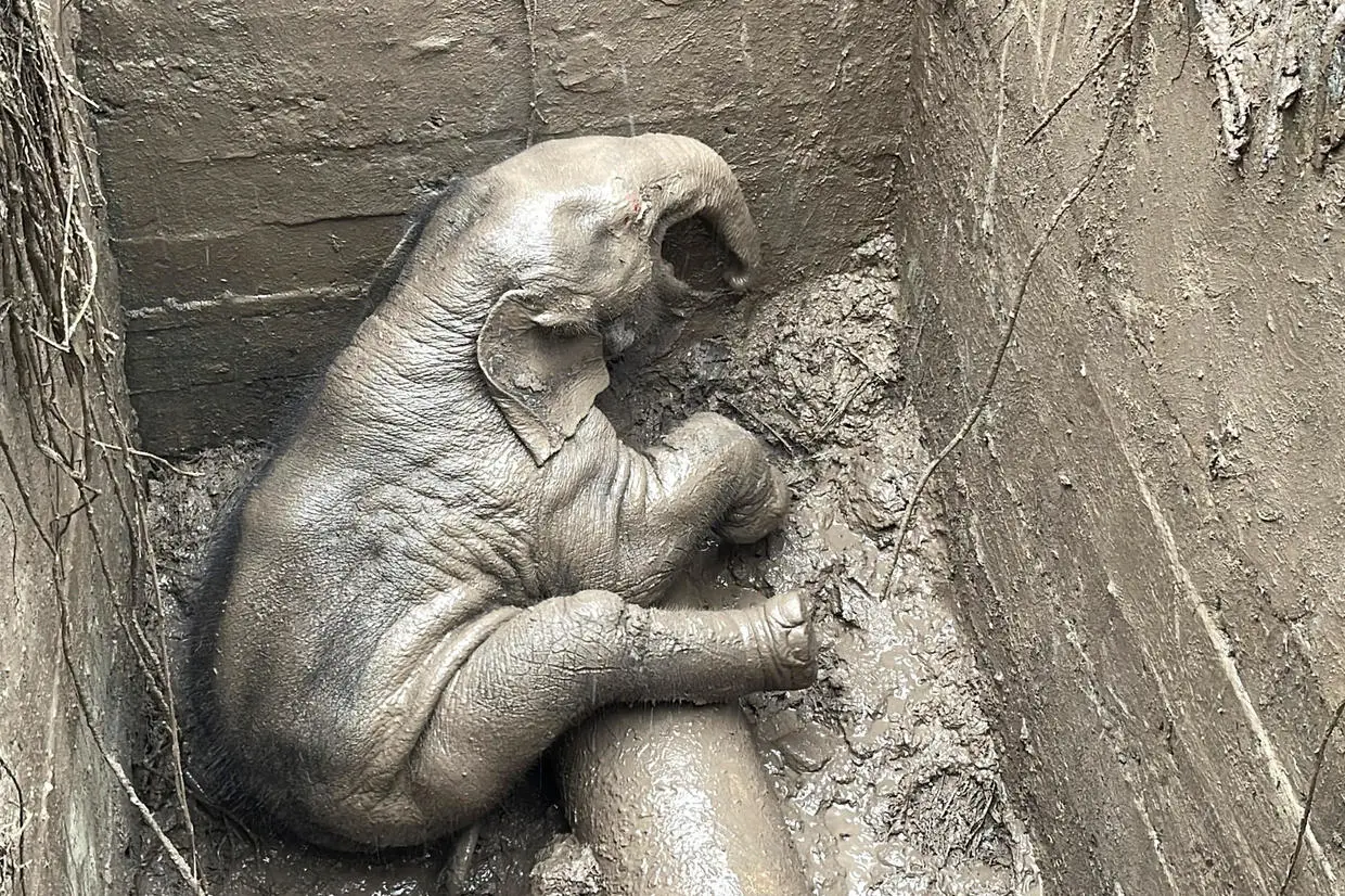 A calf fell into a drainage trough near the Royal Hills Golf Course in Nakhon Nayok Province, and it could not climb out due to the steep sides.