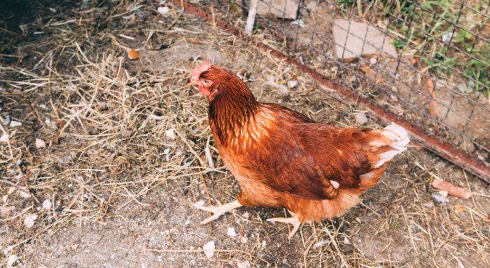1. Chickens