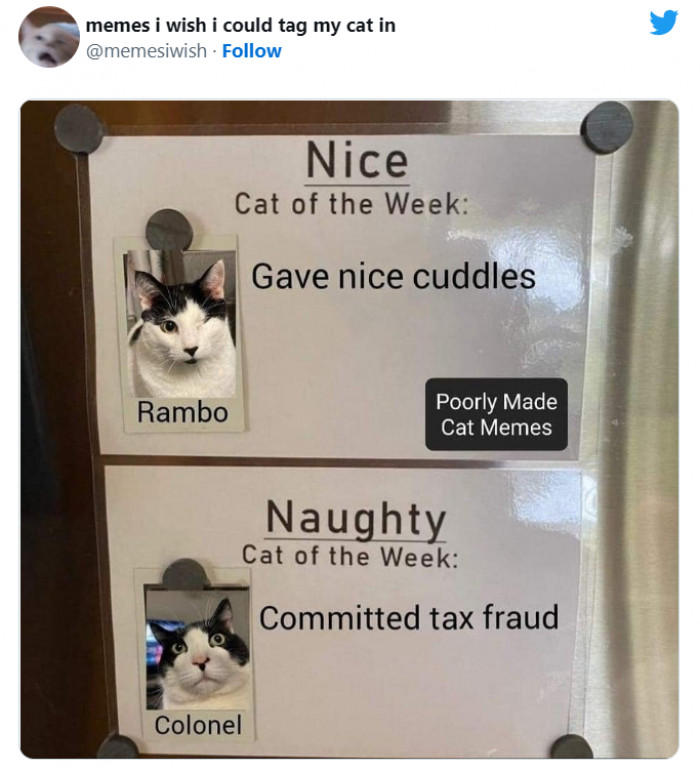 5. Naughty and nice cats.