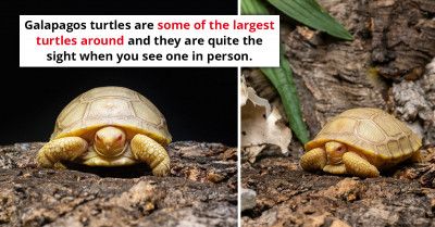 This Rare Albino Galapagos Tortoise Is Exactly What We Needed to See Today