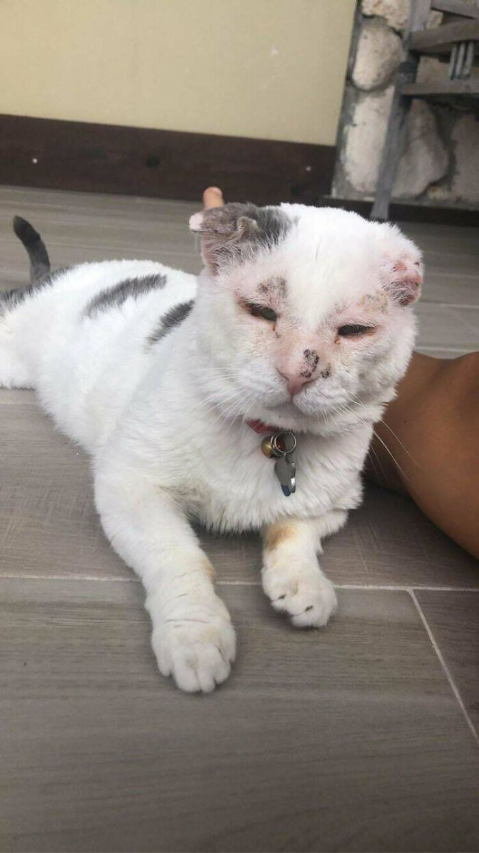 "Bill Has Gone Through Some Tough Times, But He's Sweet, Snuggly, And Is Now Well-Cared For In His Forever Home"