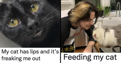 21 Online Posts About Cats That Will Inspire Your Desire To Adopt All The Cats